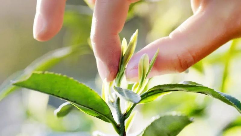 有关于吴中：一叶碧螺春的振兴路的资讯(13)