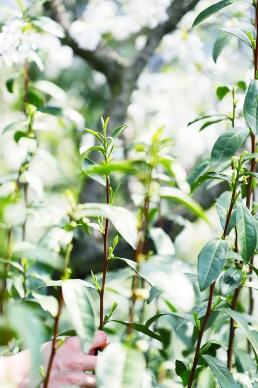 有关于吴中：一叶碧螺春的振兴路的资讯(4)