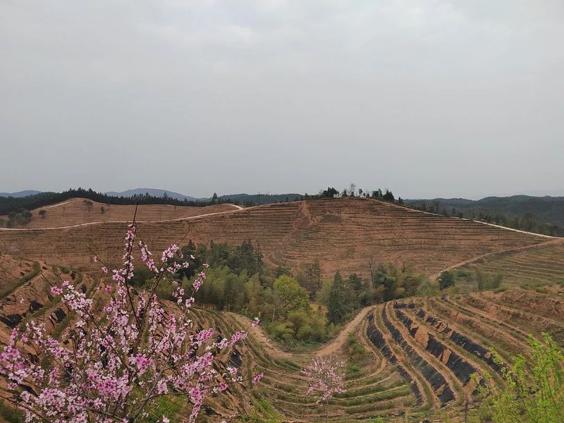 关于曹文成一行赴衡东县白莲镇小初茶场考察的相关内容(4)