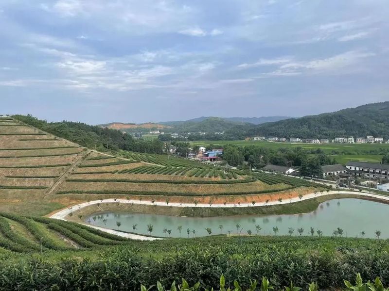 关于曹文成一行赴衡东县白莲镇小初茶场考察的相关内容