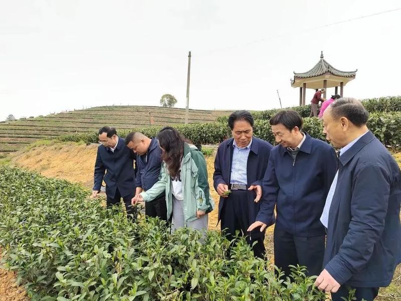 关于曹文成一行赴衡东县白莲镇小初茶场考察的相关内容(1)