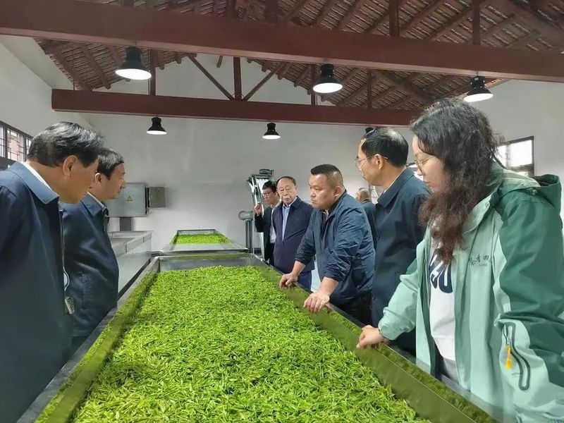 关于曹文成一行赴衡东县白莲镇小初茶场考察的相关内容(3)