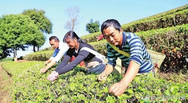 有关于科技推动云茶全产业链升级的最新消息