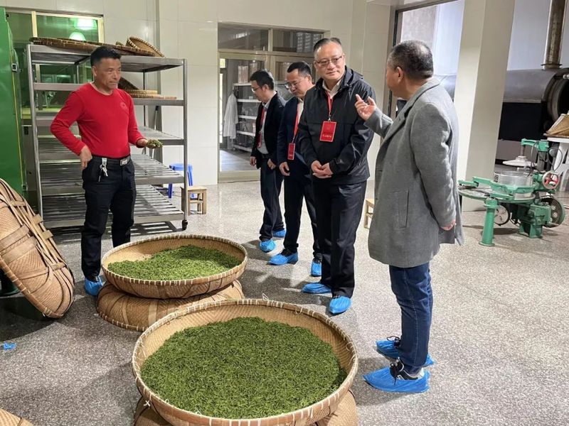 有关于乐清市人大常委会开展“雁荡毛峰”茶产业发展情况专题视察的相关内容
