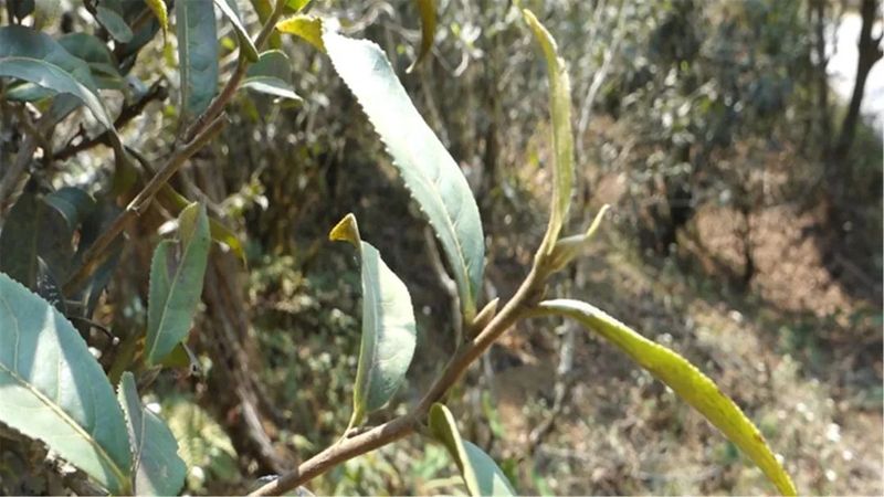 有关于老徐谈茶：2023年麻黑古树、中树、小树茶的发芽情况！的相关内容(4)
