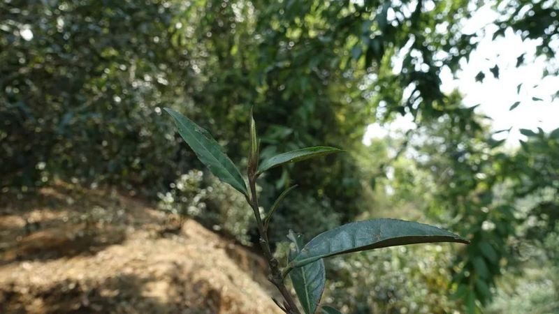 有关于老徐谈茶：2023年麻黑古树、中树、小树茶的发芽情况！的相关内容(3)
