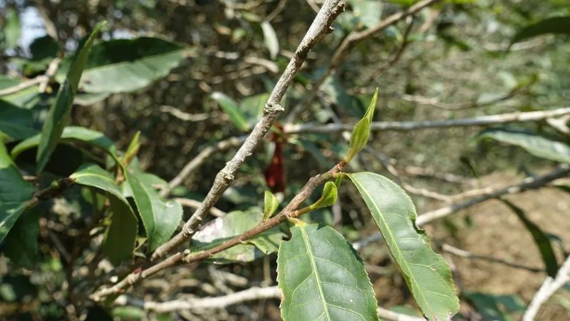 有关于老徐谈茶：2023年麻黑古树、中树、小树茶的发芽情况！的相关内容