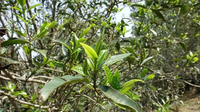 有关于老徐谈茶：2023年麻黑古树、中树、小树茶的发芽情况！的相关内容(2)