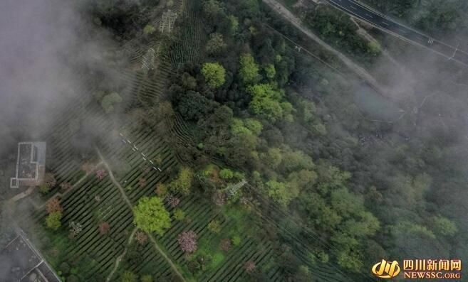 有关于春游峨眉山 春分春韵品春茶的信息