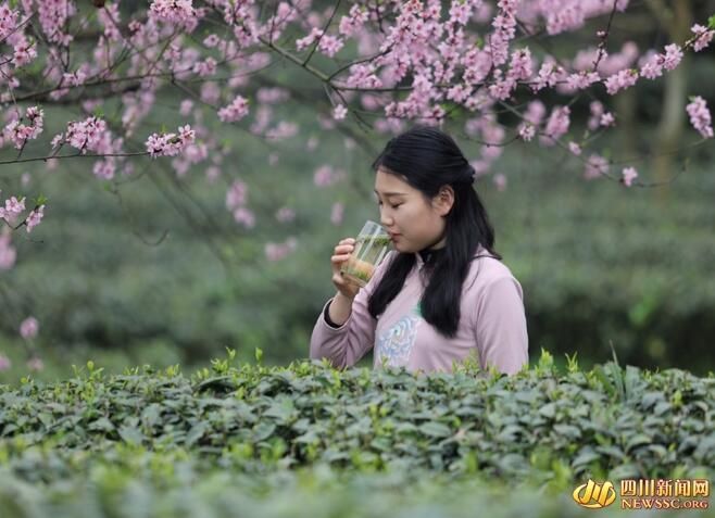 有关于春游峨眉山 春分春韵品春茶的信息(5)