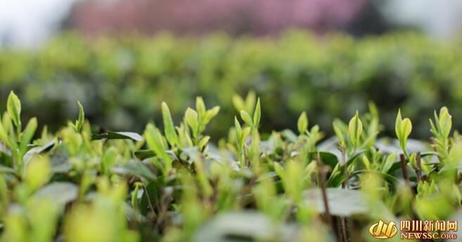 有关于春游峨眉山 春分春韵品春茶的信息(1)