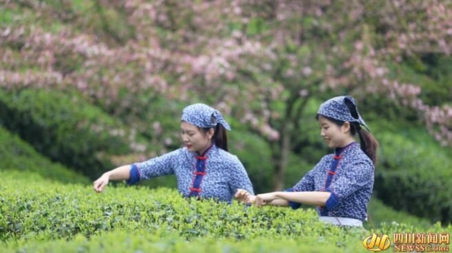 有关于春游峨眉山 春分春韵品春茶的信息(2)