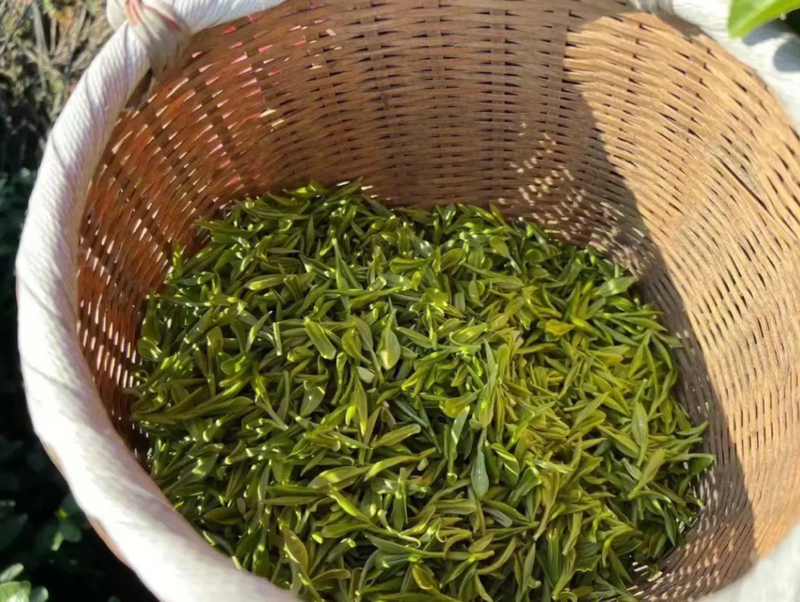 有关于2023年洞庭碧螺春新茶价格多少钱的消息