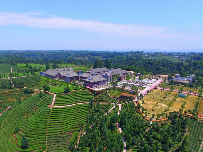 关于“三茶统筹”之茶科技的相关内容(9)