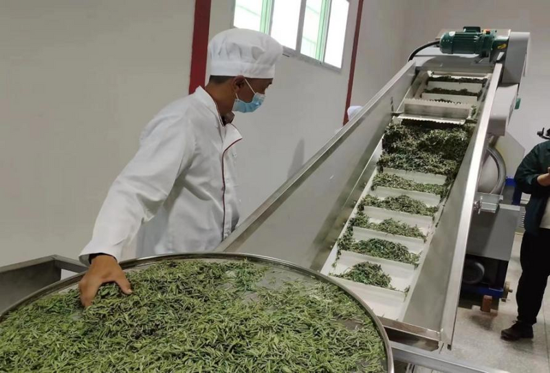 有关于喜德迎来“春茶第一采”的最新消息(2)