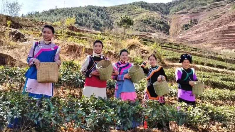 有关于喜德迎来“春茶第一采”的最新消息(1)