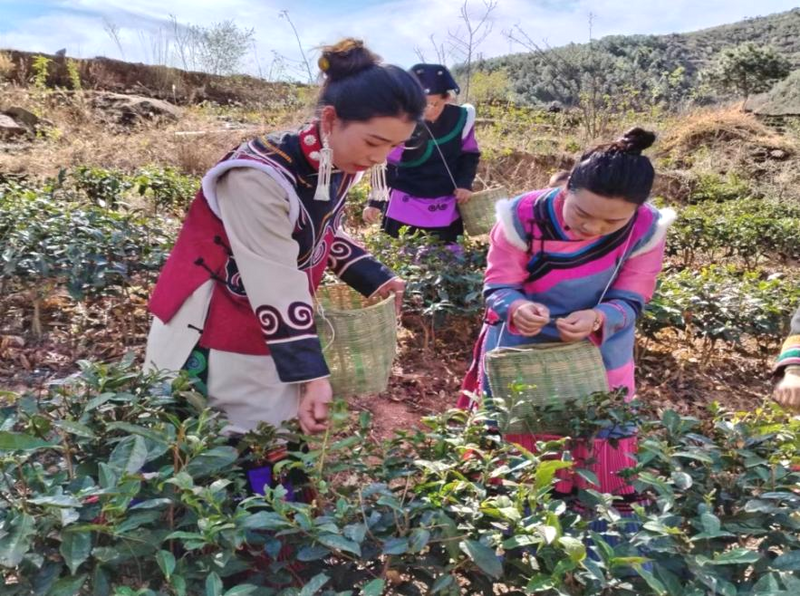 有关于喜德迎来“春茶第一采”的最新消息