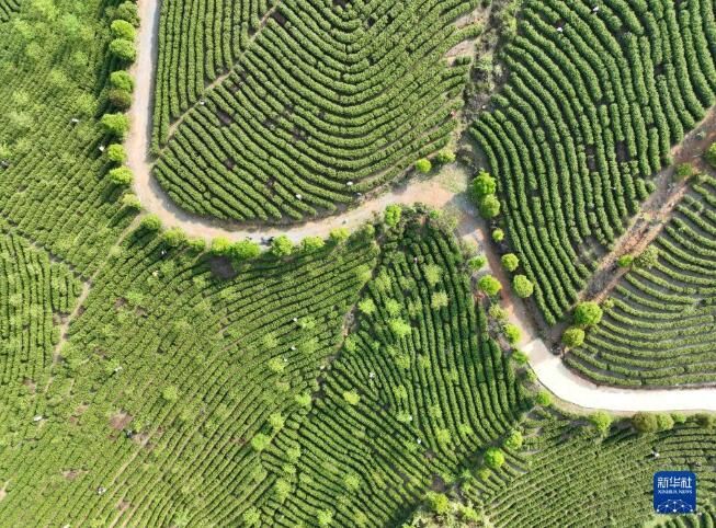 有关于湖北省宣恩县 春到茶山采茶制茶忙的最新消息(1)