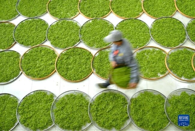 有关于湖北省宣恩县 春到茶山采茶制茶忙的最新消息