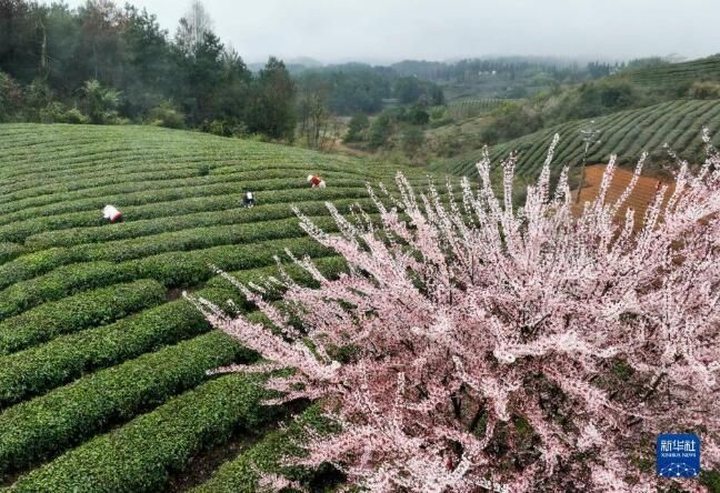 有关于湖北省宣恩县 春到茶山采茶制茶忙的最新消息(6)