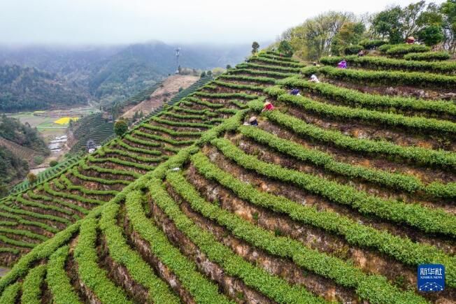 有关于湖北省宣恩县 春到茶山采茶制茶忙的最新消息(5)