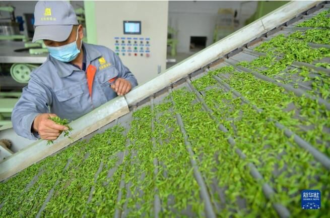 有关于湖北省宣恩县 春到茶山采茶制茶忙的最新消息(8)