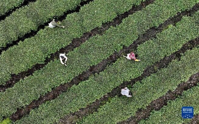 有关于湖北省宣恩县 春到茶山采茶制茶忙的最新消息(3)