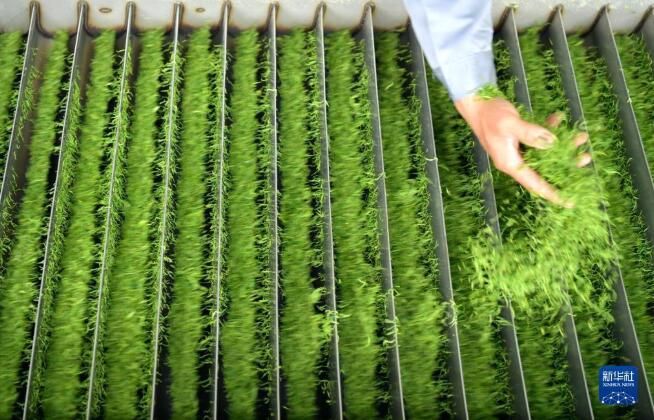 有关于湖北省宣恩县 春到茶山采茶制茶忙的最新消息(2)