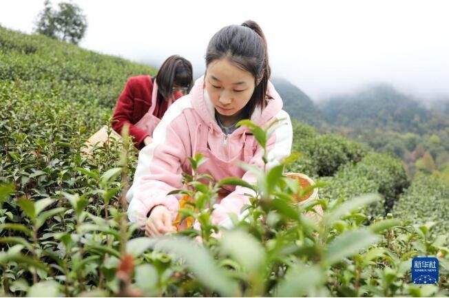 有关于湖北省宣恩县 春到茶山采茶制茶忙的最新消息(4)