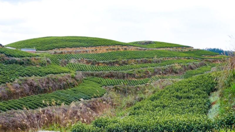 有关于茶中茅台！威远极品春茶开采的最新消息(10)