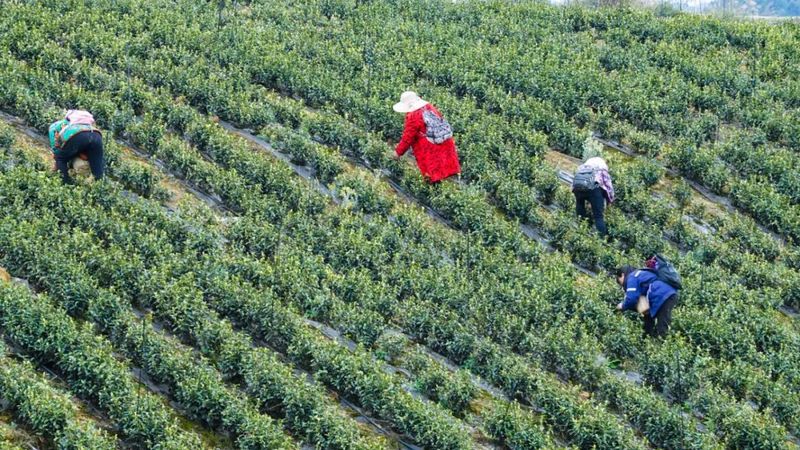 有关于茶中茅台！威远极品春茶开采的最新消息(9)