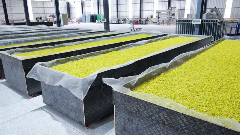 有关于茶中茅台！威远极品春茶开采的最新消息(5)