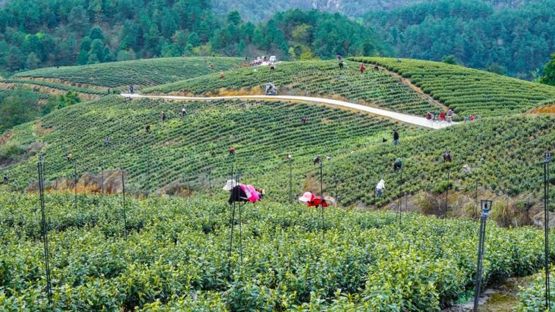 有关于茶中茅台！威远极品春茶开采的最新消息(3)