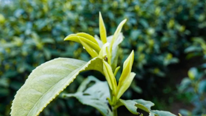 有关于茶中茅台！威远极品春茶开采的最新消息