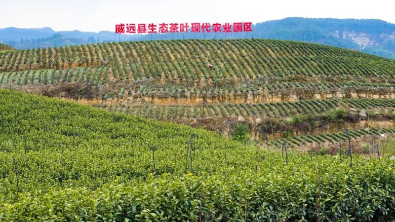 有关于茶中茅台！威远极品春茶开采的最新消息(8)