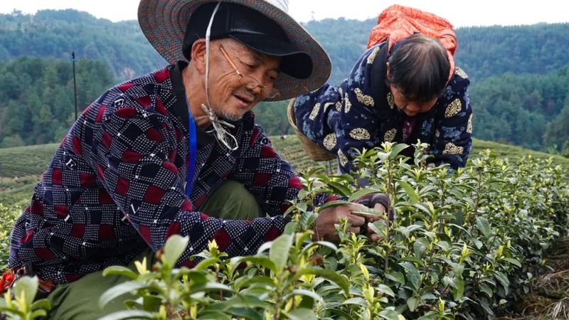 有关于茶中茅台！威远极品春茶开采的最新消息(4)