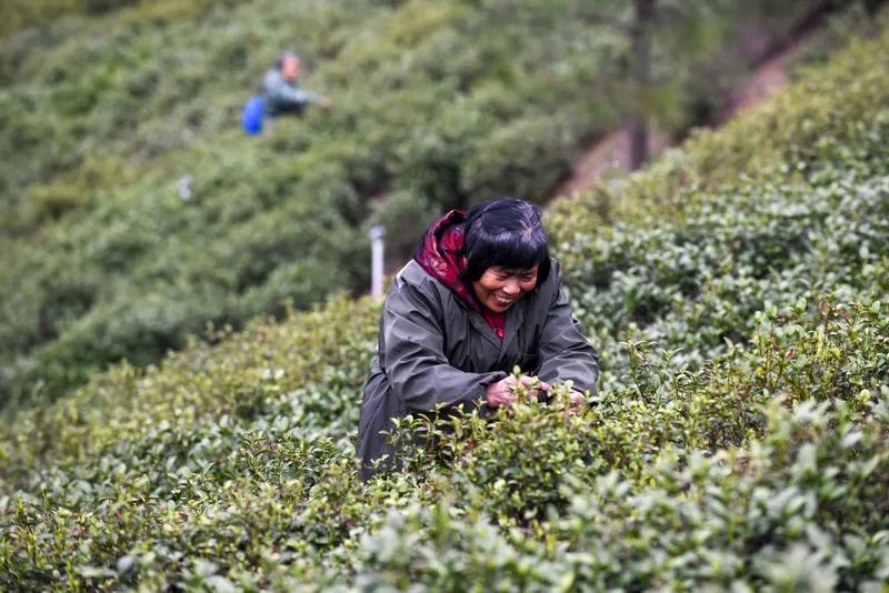 有关于武汉市新洲春茶，开采！的相关内容