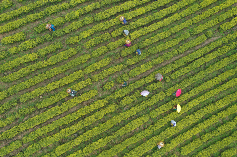 有关于江口县“四举措”推动茶产业高质量发展的信息