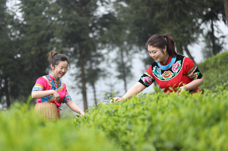 有关于江口县“四举措”推动茶产业高质量发展的信息(2)