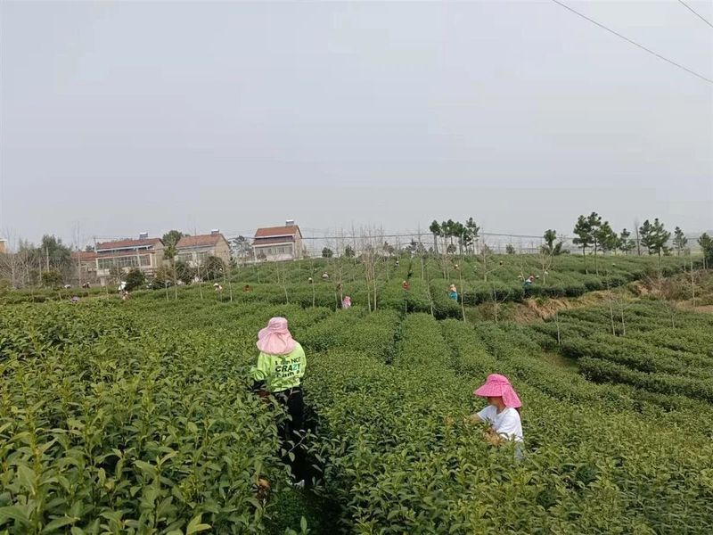 有关于武汉产首批绿茶即将开始采摘的信息