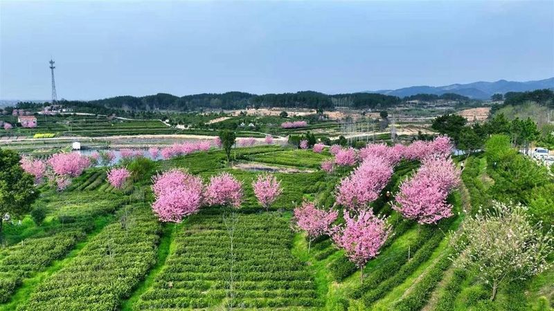 有关于武汉产首批绿茶即将开始采摘的信息(1)