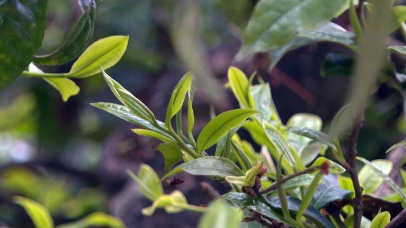 有关于临沧双江：春茶陆续开采的内容(3)