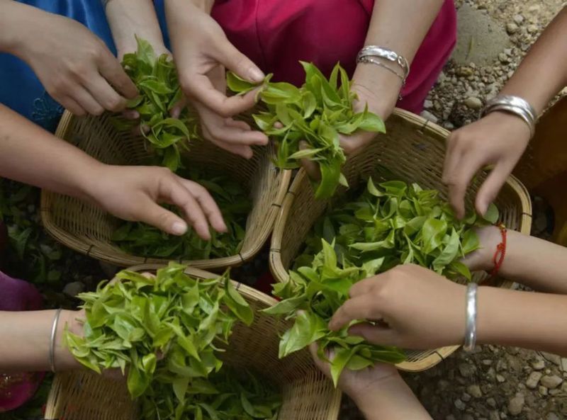 有关于临沧双江：春茶陆续开采的内容(1)