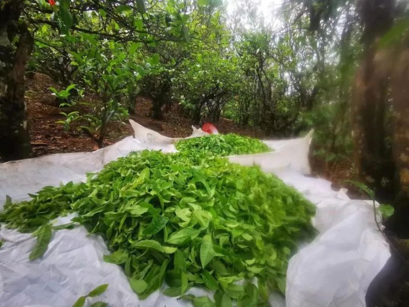 有关于临沧双江：春茶陆续开采的内容(2)