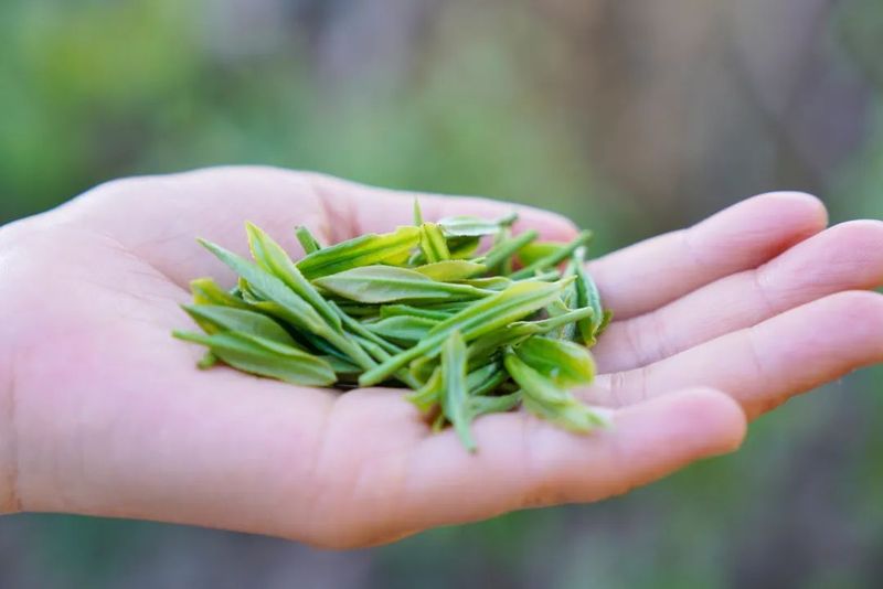 关于婺城春茶开采！价格比去年……的内容