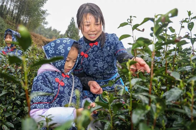 关于婺城春茶开采！价格比去年……的内容(1)