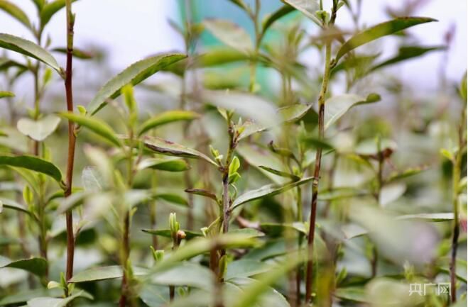 有关于河南桐柏：春茶第一采 绘就美丽乡村画卷的相关内容