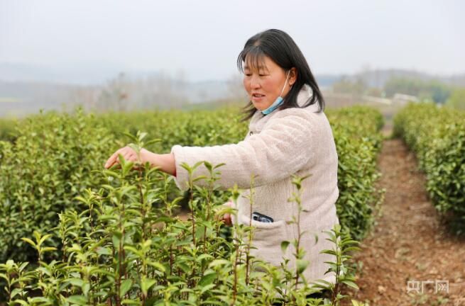 有关于河南桐柏：春茶第一采 绘就美丽乡村画卷的相关内容(2)