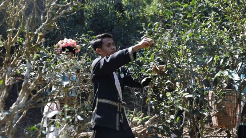 关于春到澜沧茶韵浓 春茶采摘正当时 ——景迈山举办2023年首届春茶开采节的资讯(5)