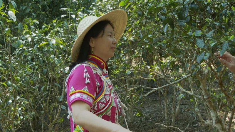 关于春到澜沧茶韵浓 春茶采摘正当时 ——景迈山举办2023年首届春茶开采节的资讯(3)